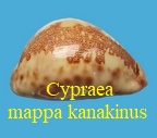 Leporycypraea mappa viridis f « kanakinus » (Batt, 2004)